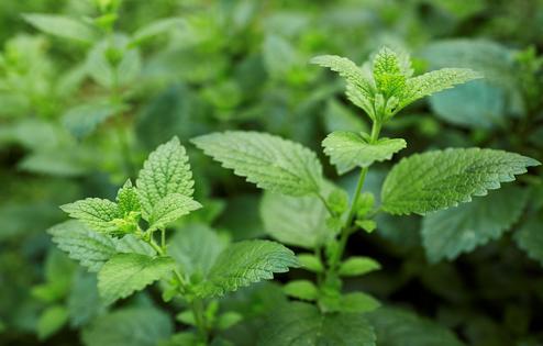 Should you make room for lemon balm in your health and wellness regimen? (Dreamstime/TCA)