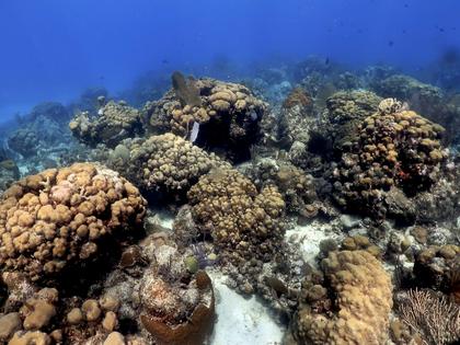 Reefs dominated by complex and rigid structures are often the most functional for protecting coastlines. They also provide important habitat for fish.
              Lorenzo Alvarez-Filip