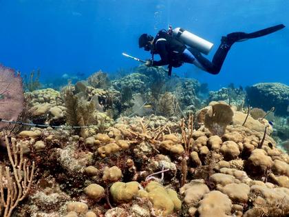 A researcher checks on corals in Banco Chinchorro, off Quintana Roo, Mexico. Lorenzo Alvarez-Filip