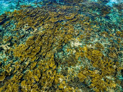 Elkhorn corals (Acropora palmata) are among the most important corals in the Caribbean. They can form dense clusters that are highly effective at taking the energy out of waves.
              Lorenzo Alvarez-Filip