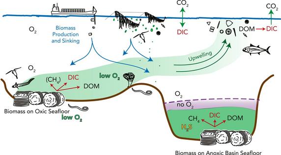 Plant residue can be sunk into oxic and anoxic regions of the seafloor, with different results. Both become dissolved inorganic carbon (DIC), methane (CH4) and dissolved organic matter (DOM). This carbon eventually reaches the ocean surface and atmosphere, but the process can take hundreds of years from anoxic environments, which lack oxygen (O2).
              M. R. Raven, et al., 2024, CC BY