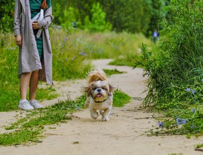 Dogs who are anxious or unsure often use sniffing and marking to gather information and feel more in control, writes Cathy M. Rosenthal. (Natali Barishnikova/Dreamstime/TNS)