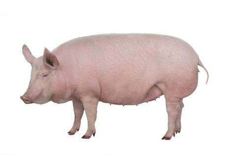 Pig. Dreamstime/TCA