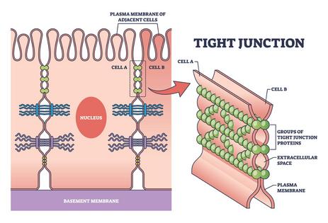 Tight junctions keep the cells of your intestine together, forming a selective barrier.
VectorMine/iStock via Getty Images Plus