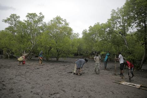 Members of a community group funded by carbon offset payments plant mangrove trees on the shore of Gazi Bay, in Kenya in June 2022.
              AP Photo/Brian Inganga