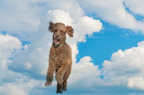 Dogs in heaven. Dreamstime/TCA