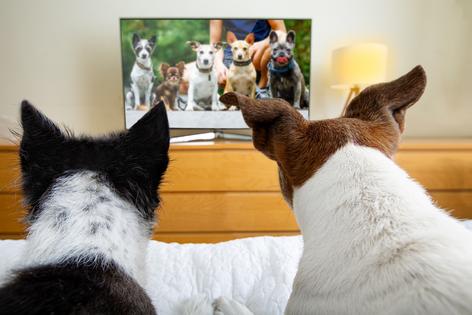 Dogs don’t hear the TV the way we do. They hear high-pitched tones, sudden sound changes, and repetitive jingles that can feel intense or even alarming, writes Cathy M. Rosenthal. (Dreamstime/TNS)