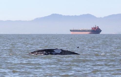 Jess Imperial/The Marine Mammal Center/TNS/TNS