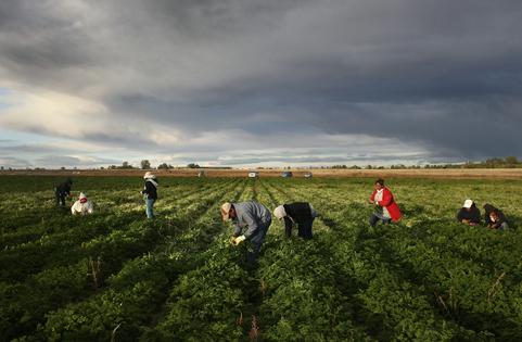 Migrant workers from Mexico make up a large portion of the agricultural labor needed across the state. John Moore/Getty Images