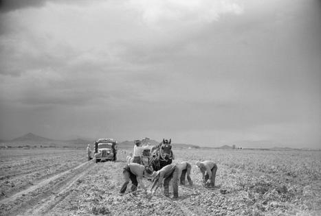 Workers harvesting potatoes in the San Luis Valley of southern Colorado in 1939.
GHI/Universal Images Group via Getty Images