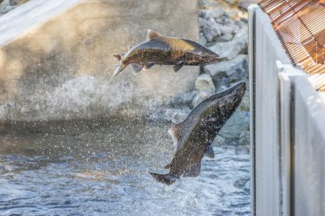Chinook salmon try to jump a closed gate at a fish hatchery.  Supercaliphotolistic/iStock Images Plus via Getty Images