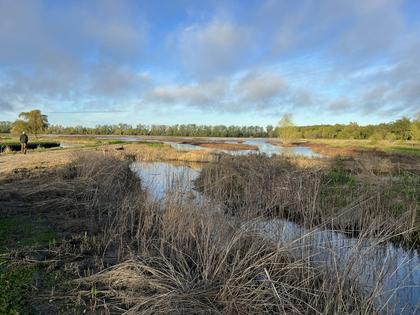 Wetlands along rivers provide vital refuge for migrating salmon.
              Jeremy Notch/UC-Santa Cruz