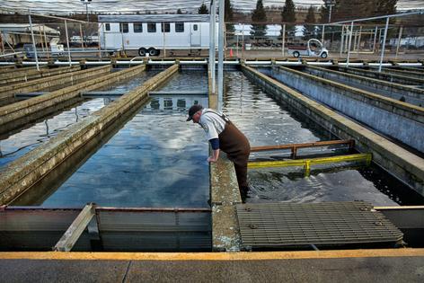 A worker checks the raceways at Coleman National Fish Hatchery, where approximately 200,000 winter-run Chinook salmon were housed prior to their scheduled release into Battle Creek on the upper Sacramento River in March 2018.
              USFWS Photo/Steve Martarano