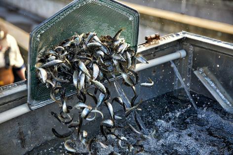 Winter-run juvenile Chinook salmon are prepared for release at the Coleman National Fish Hatchery near Anderson, Calif., on March 2, 2018.
              USFWS Photo/Steve Martarano