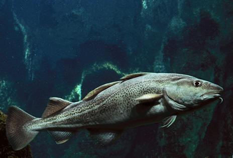 Photographed in an aquarium, an Atlantic cod.
Auscape/Universal Images Group via Getty Images