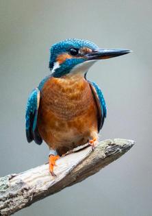 A kingfisher’s beak allows it to dive into water for its prey.
James Manning/PA Images via Getty Images