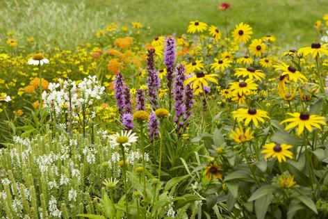 Learn the basics about each type of plant to help you figure out which are best for your gardening needs. (Kritsada Panichgul/Dotdash Meredith/TCA)