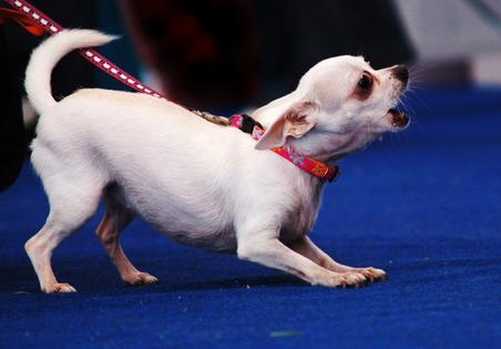 Dogs growl, bark, and even escalate when they feel the need to protect something they value, writes Cathy M. Rosenthal. (Dreamstime/TNS)