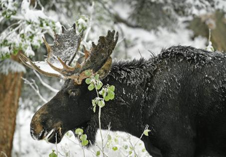 Helen H. Richardson/The Denver Post/TNS