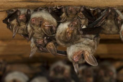 A maternity roost of mother bats and their pups found in a church attic. If you have bats in your attic, think carefully about timing before blocking the entrances so the pups aren’t left alone inside.
              Franz Christoph Robiller/imageBROKER/Getty Images