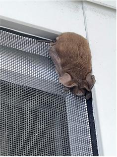 A live bat rests on a window screen. If you find a bat that’s not moving, it’s probably still alive and resting. The best advice: Leave it be.
              William Messmer