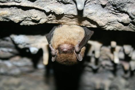 Little brown bats can eat their weight in insects every day.
              USFWS/Ann Froschauer