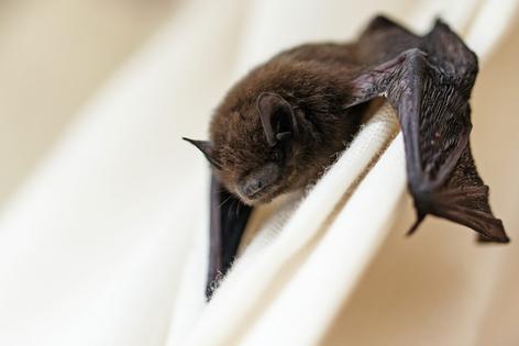 A bat hangs onto curtains in a home. Fermate/iStock/Getty Images Plus