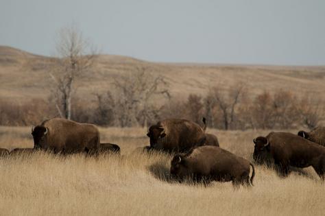 Bison walk through part of the American Prairie land in Montana.
              AP Photo/Matt Brown