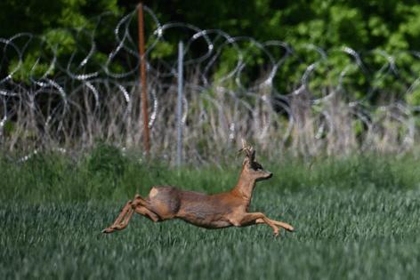 SERGEI GAPON/AFP/Getty Images North America/TNS