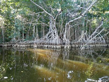 When mangroves are torn up by storms, they can rebuild on top of one another. The recovery can take years, so frequent storms make recovery slower.
Tommy Shannon/Florida Coastal Everglades LTER, CC BY-SA