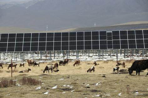 Livestock graze near solar panels in eastern Tibet.
Sanggay Tashi, CC BY-ND