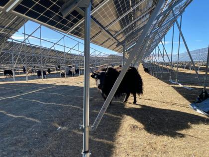 Yaks graze underneath the panels of a solar farm.
Sanggay Tashi, CC BY-ND