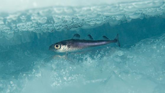 An Arctic cod (_Boreogadus saida_) swims under the ice. Erling Svensen/Artsdatabanken, CC BY