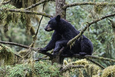 An American black bear hangs out in a tree near Anan Creek in the Tongass National Forest.
              Gerald Corsi/iStock/Getty Images Plus