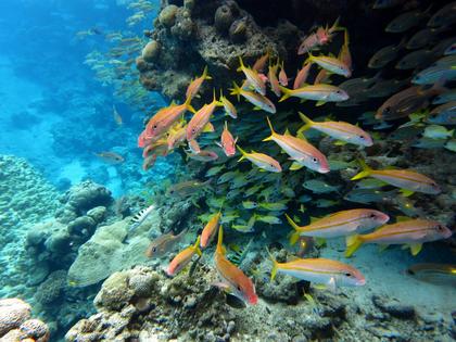 Rose Atoll Marine National Monument is a large marine protected area in American Samoa. Wendy Cover/NOAA