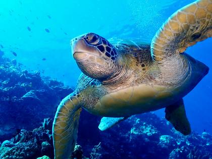 A sea turtle swims in Bunaken National Park, one of Indonesia’s first protected marine areas.
Claus Giering/Unsplash, CC BY