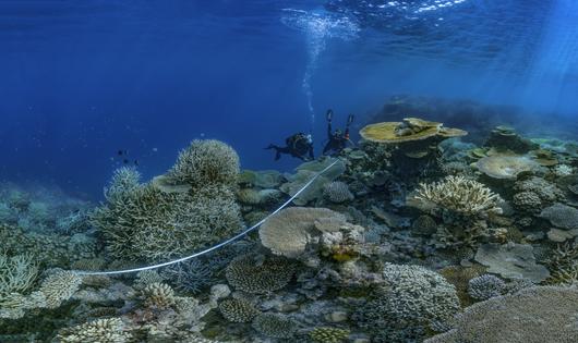 Divers from the Mayotte Marine Natural Park between Madagascar and mainland Africa check the health of a protected coral reef.
Alexis Rosenfeld/Getty Images