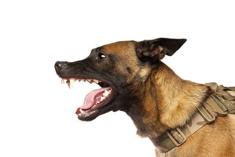It’s not unusual for some dogs to be sweet one moment and reactive or overwhelmed the next, especially while they are still adjusting to a new environment, writes Cathy M. Rosenthal. (Dreamstime/TNS