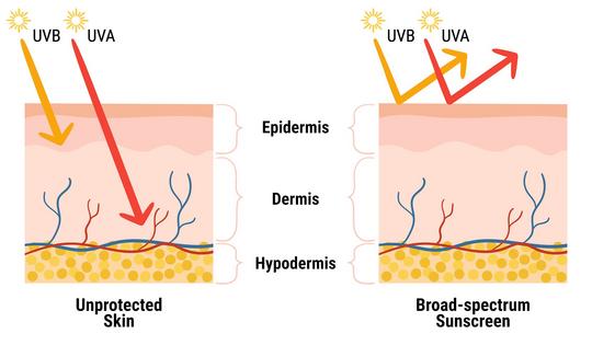 Scientists previously thought that only UVB rays were dangerous because they cause sunburns, but UVA can also damage the skin.
m.malinika/iStock via Getty Images Plus
