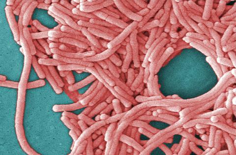 Legionella pneumophila is a bacterium that causes Legionnaires’ disease.
              Janice Haney Carr/Centers for Disease Control and Prevention via AP
