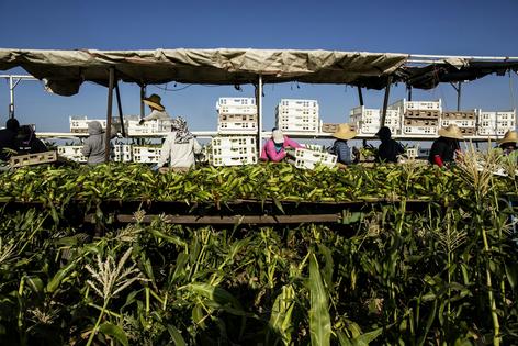 Farmworkers harvest corn in a field. Much of U.S. agriculture, including Idaho's dairy industry, relies on immigrant labor. Hill Street Studios/DigitalVision via Getty Images