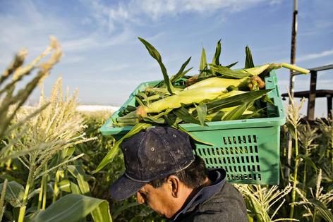 A worker carries a crate of freshly picked corn through the field. Immigrant workers make up a large share of the U.S. agricultural workforce.
Hill Street Studios/DigitalVision via Getty Images