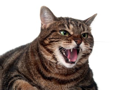 As cats age, they can become less tolerant of change or more easily overstimulated around unfamiliar people and activity, writes Cathy M. Rosenthal. (Dreamstime/TNS)