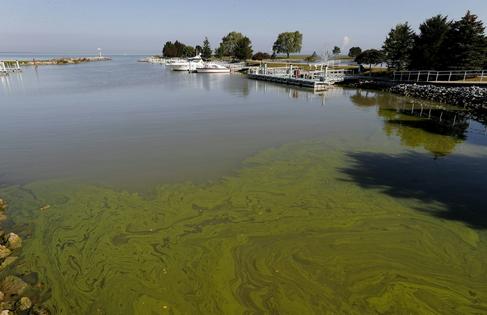 Excess fertilizer that runs off farmland with rainfall can cause algae blooms, like this one in Lake Erie in 2017.
AP Photo/Paul Sancya