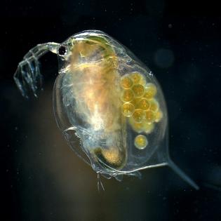 Daphnia are a genus of hundreds of species of tiny, see-through crustaceans that happen to be voracious algae eaters. A female Daphnia magna’s eggs are visible in this magnified image.
              Hajime Watanabe, PLoS Genetics, March 2011, CC BY