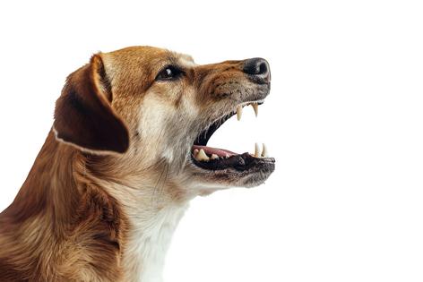 Dogs do not bite because they are trying to be