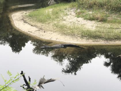 Orlando Sentinel File/Orlando Sentinel/TNS