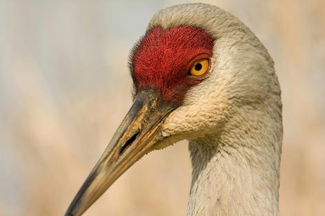 Sandhill cranes can be spotted in many states, but in the 1930s their populations had crashed to a few dozen breeding pairs in the eastern U.S. Rsocol/Wikimedia Commons, CC BY