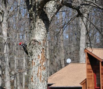 A pileated woodpecker foraging in a suburban neighborhood. This bird will excavate holes in trees, telephone poles and even wooden house siding to extract carpenter ants and beetle larvae or to create a nest cavity.
Christopher Langen