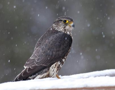 Merlins are falcons once rarely found outside remote boreal forests. They are now a familiar bird in many towns in Canada and the northeastern U.S. This one was spotted in Elmira, Ontario, Canada.
David St. Louis/Wikimedia Commons, CC BY